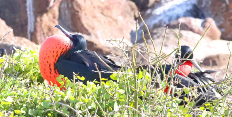 Great Frigatebird, North Seymour Island, Galapagos