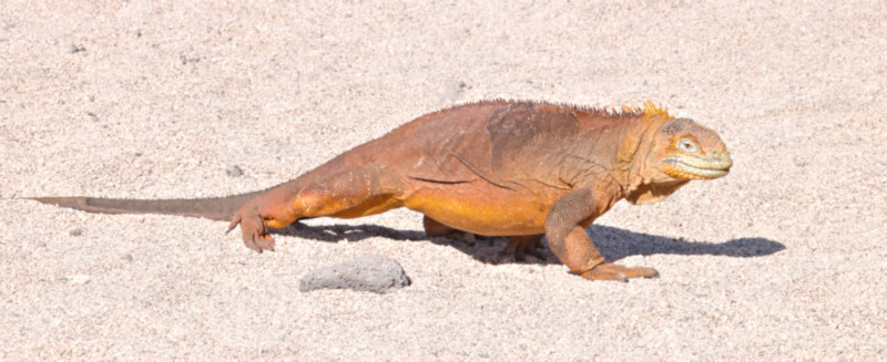 Land Iguana, North Seymour Island, Galapagos