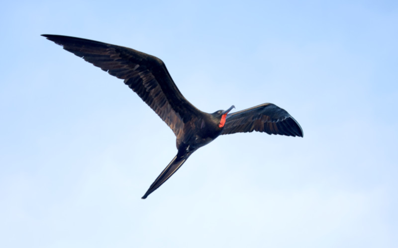 Magnificent Frigatebird, North Seymour Island, Galapagos