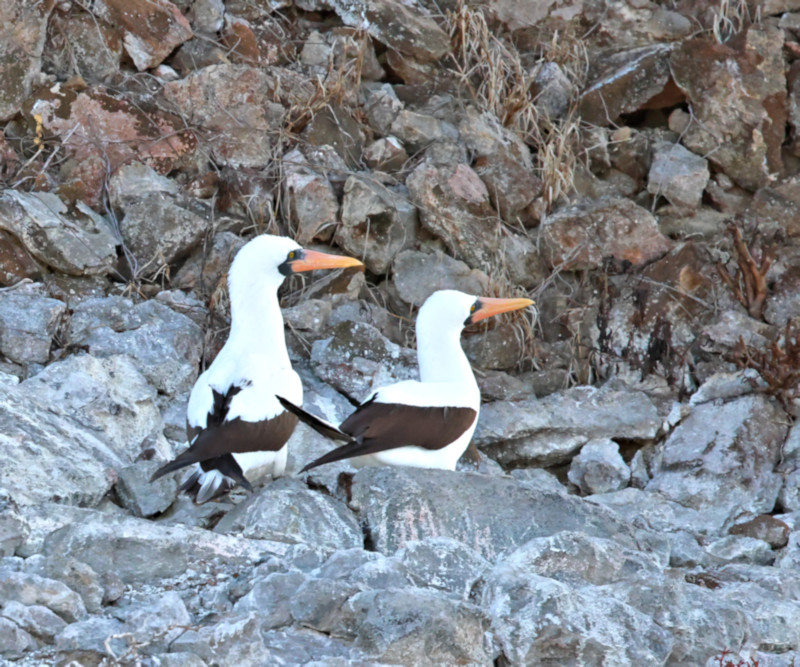 Blue-footed Boobiesl, Daphne Island