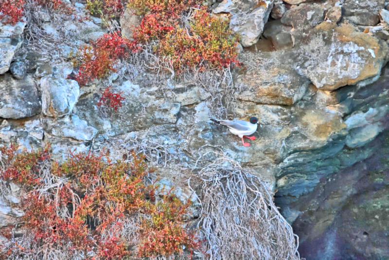 Swallow-tailed Gull, Daphne Island