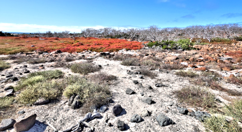 North Seymour Island, Galapagos