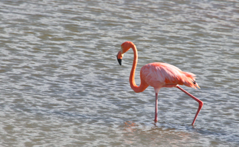 Galapagos Flamingo, Santa Cruz Island, Galapagos Islands