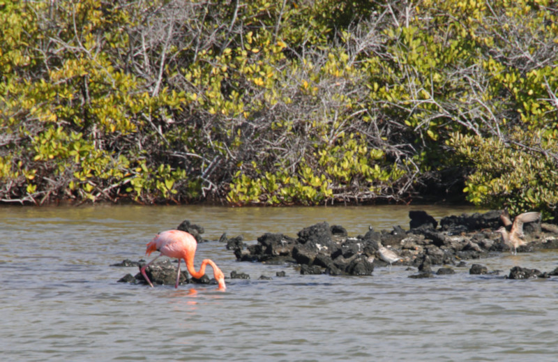 Galapagos Flamingo, Santa Cruz Island, Galapagos Islands