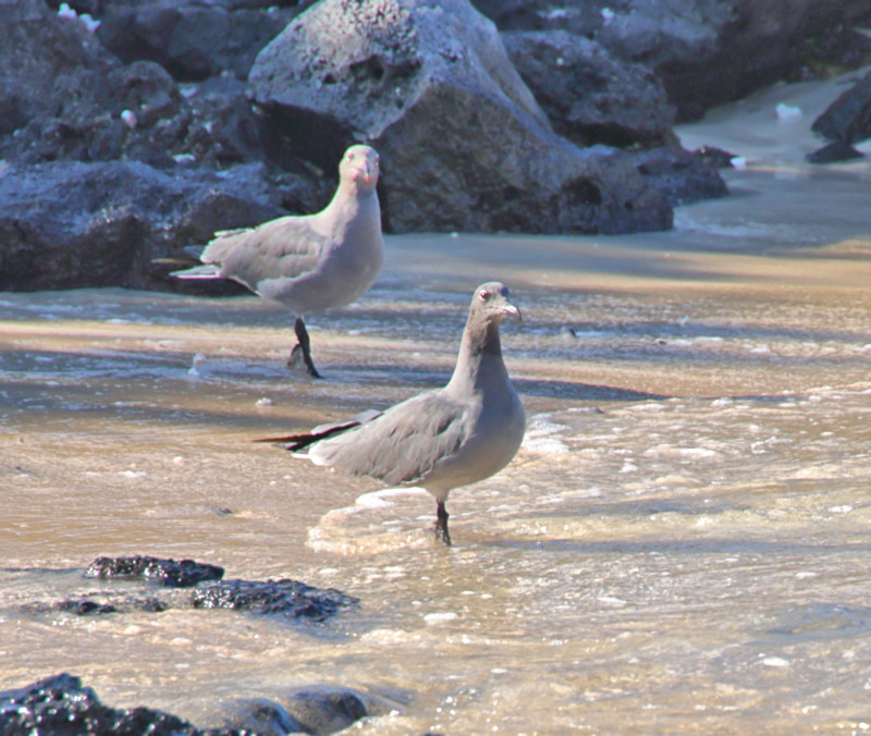 Lava Gulls, Santa Cruz Island, Galapagos Islands