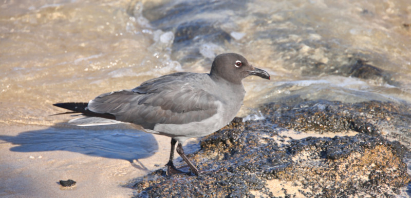 Lava Gull, Santa Cruz Island, Galapagos Islands