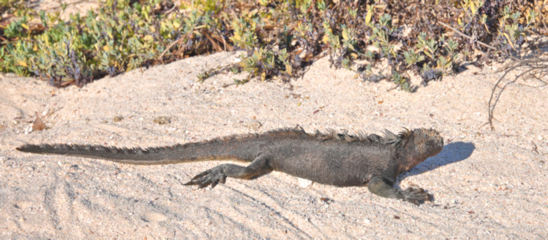 Marine Iguana, Santa Cruz Island, Galapagos Islands