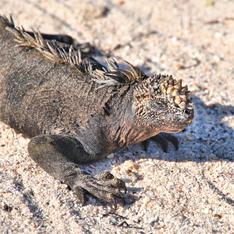 Marine Iguana, Santa Cruz Island, Galapagos Islands