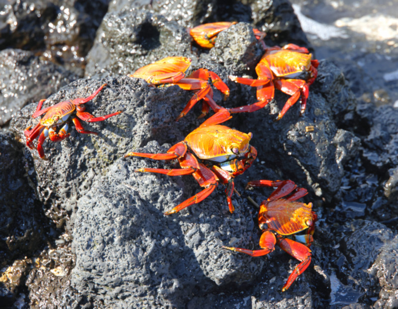 Sally Lightfoot Crabs, Santa Cruz Island, Galapagos Islands