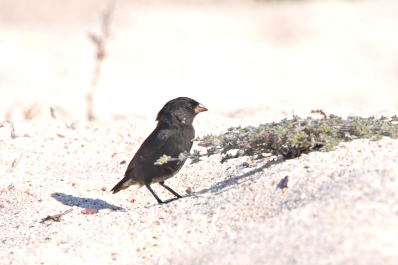 Small Ground Finch, Santa Cruz Island, Galapagos Islands