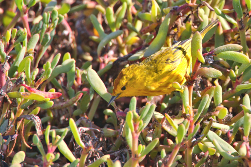 Yellow Warbler, Santa Cruz Island, Galapagos Islands