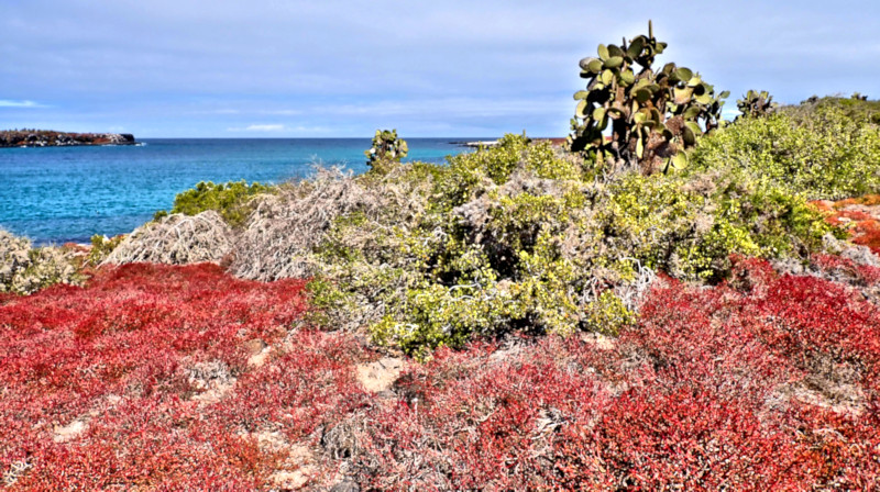 South Plaza Island, Galapagos