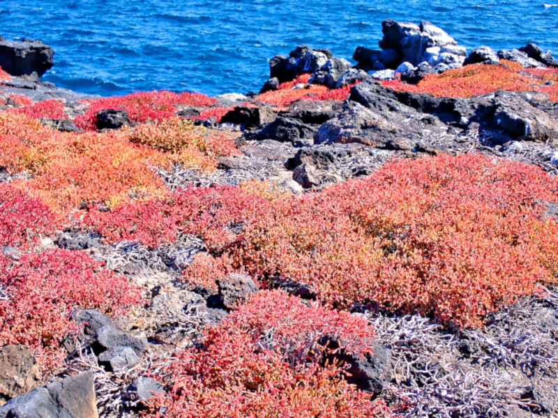 South Plaza Island, Galapagos