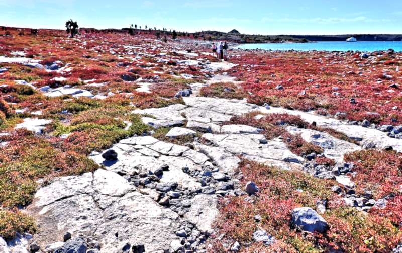 South Plaza Island, Galapagos