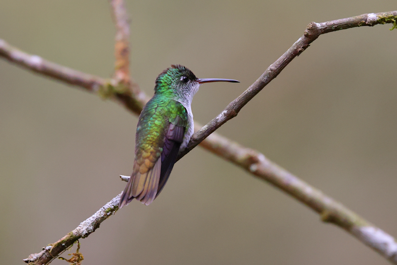 Alambi Birding_6564