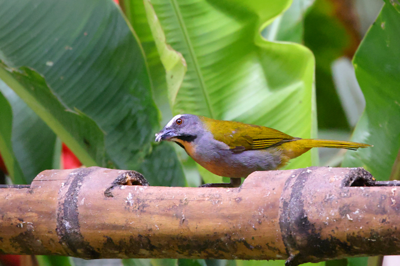 Alambi Birding_6573