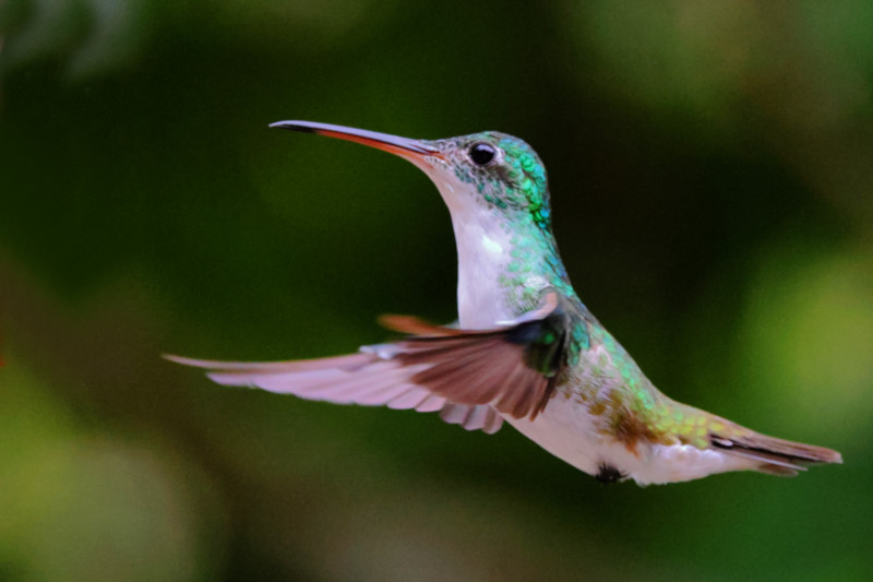 Andean Emerald Uranomitra franciae