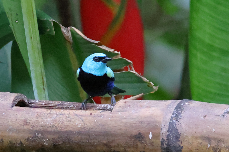 Blue-necked Tanager Stilpnia cyanicollis