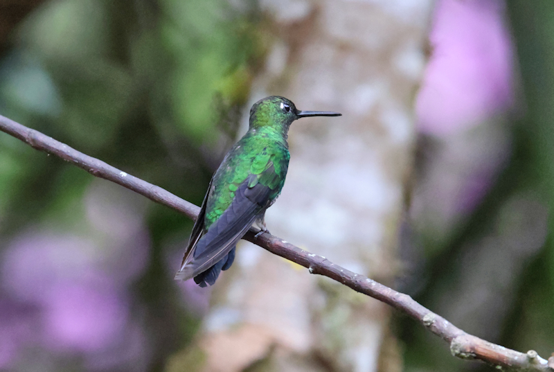 Green-crowned Brilliant Heliodoxa jacula