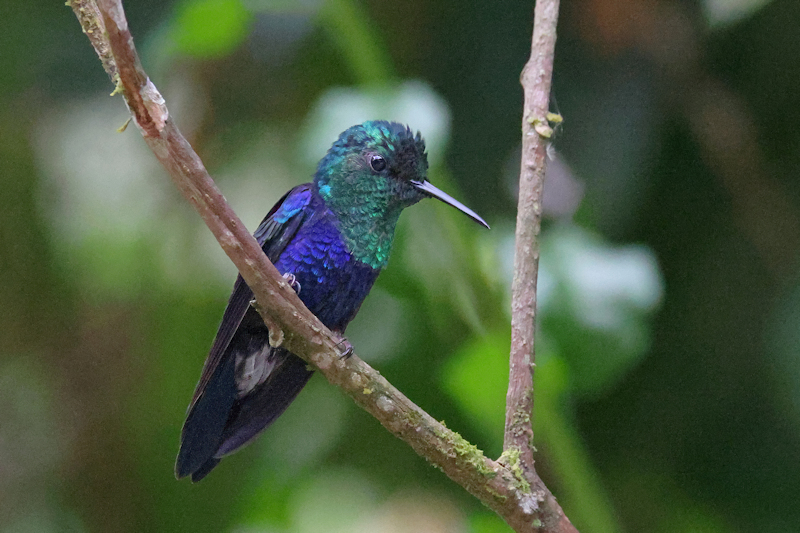 Violet-bellied Hummingbird Chlorestes julie