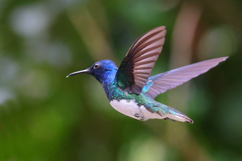 White-necked Jacobin lorisuga mellivora