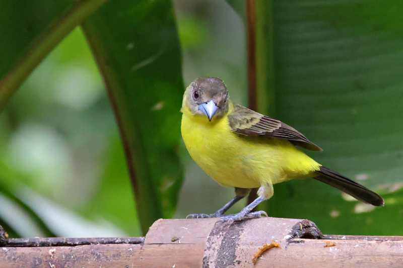 Yellow-rumped Tanager Ramphocelus icteronotus_Female