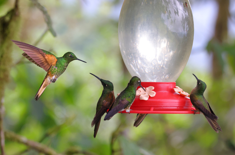 Guaycapi Birding_6332