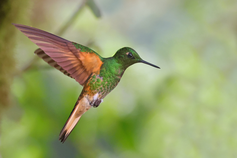 Guaycapi Birding_6332_