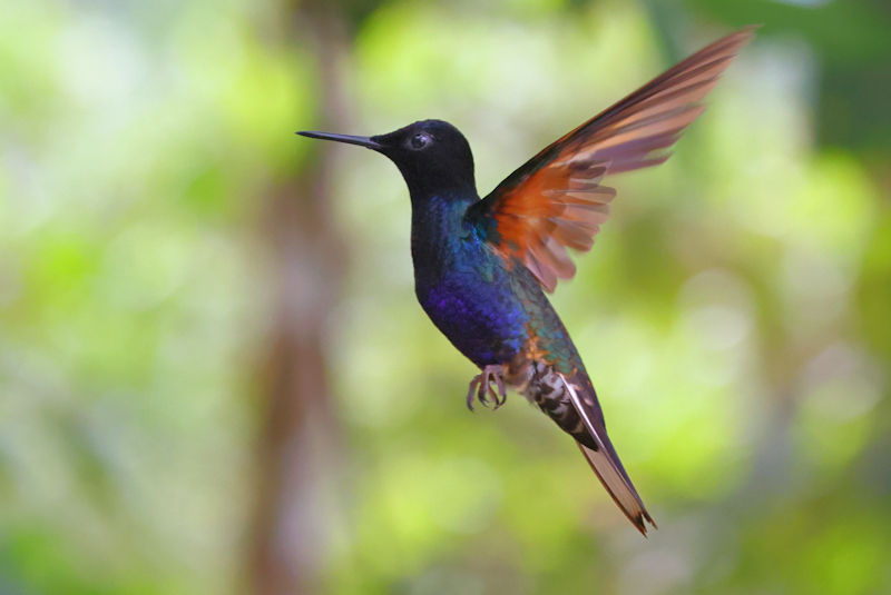 Guaycapi Birding_6345