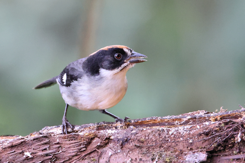 Guaycapi Birding_6413