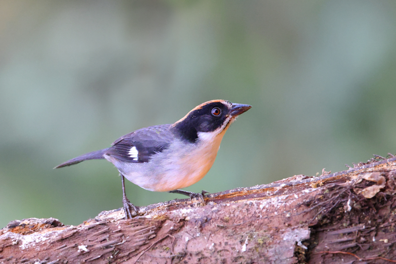 Guaycapi Birding_6414