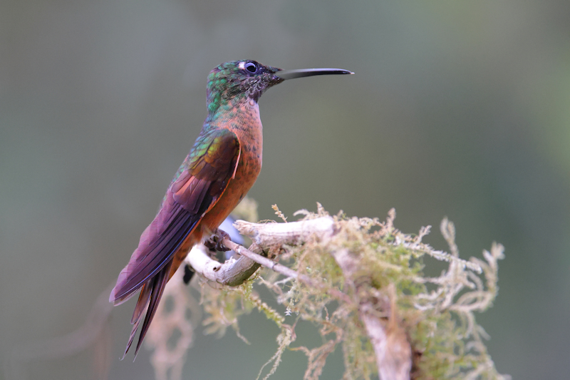 Guaycapi Birding_6419