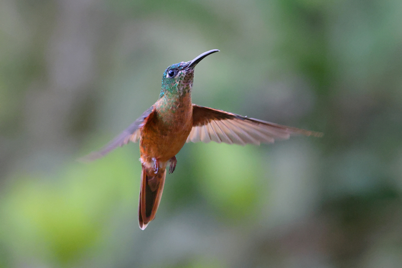 Guaycapi Birding_6428