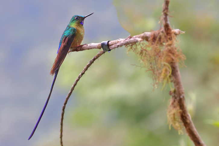 Guaycapi Birding_6447