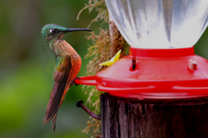 Guaycapi Birding_6458