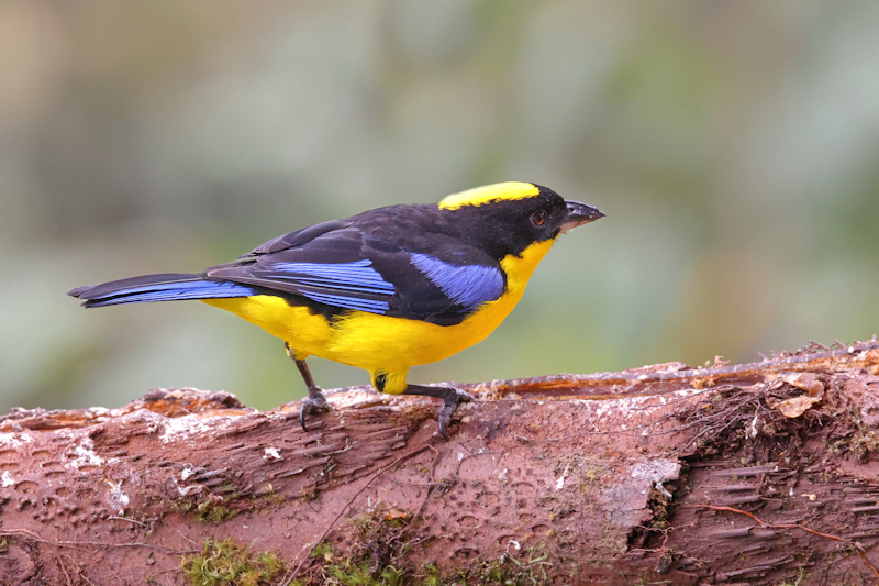 Guaycapi Birding_6472