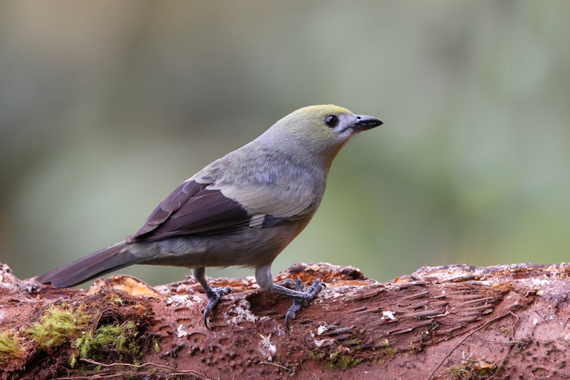 Guaycapi Birding_6475