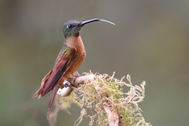 Guaycapi Birding_6483