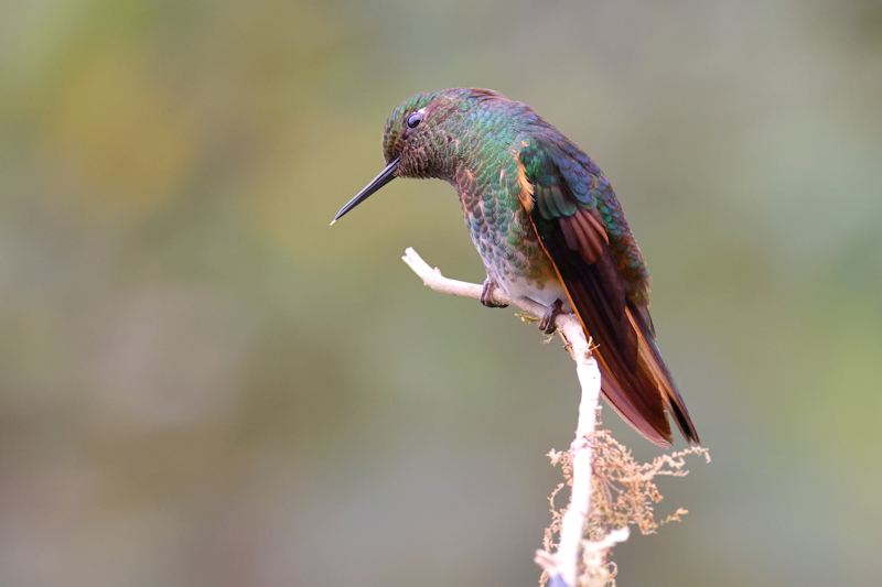 Guaycapi Birding_6492