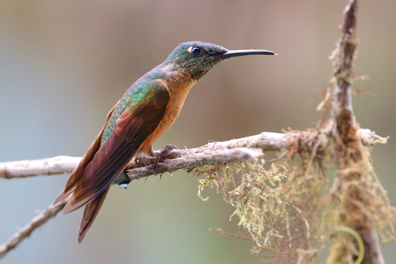 Guaycapi Birding_6506