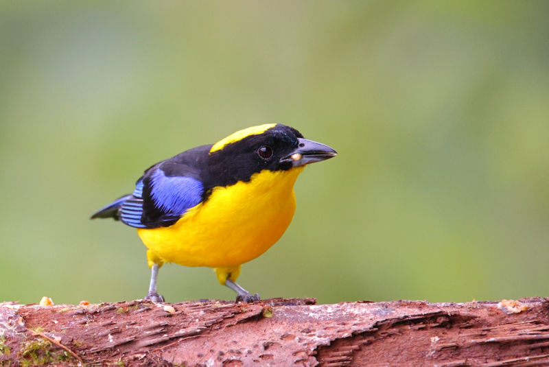 Guaycapi Birding_6509