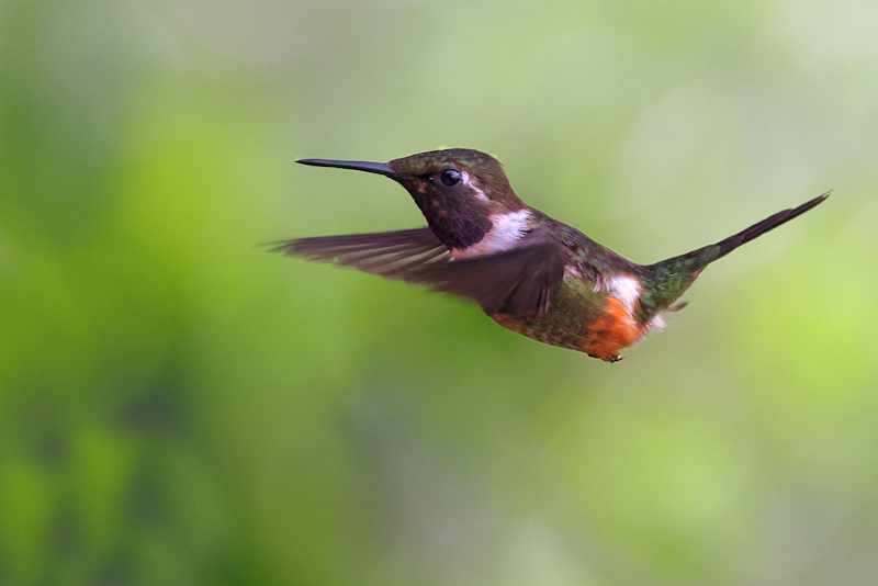 Black-chinned Hummingbird Archilochus alexandri