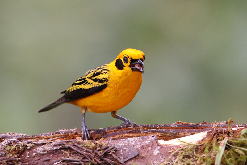 Golden Tanager Tangara arthus