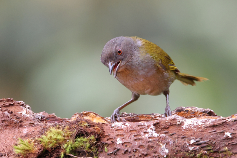 Gray-headed Tanager Eucometis penicillata