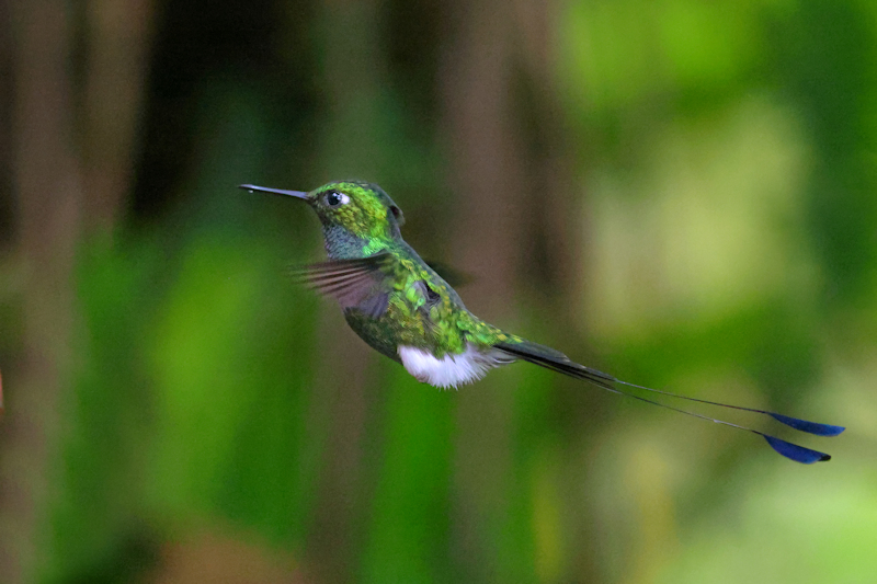 Rufous-booted racket-tail Ocreatus underwoodi