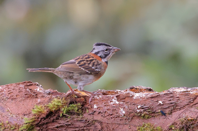 Rufous-collared Sparrow Zonotrichia capensis