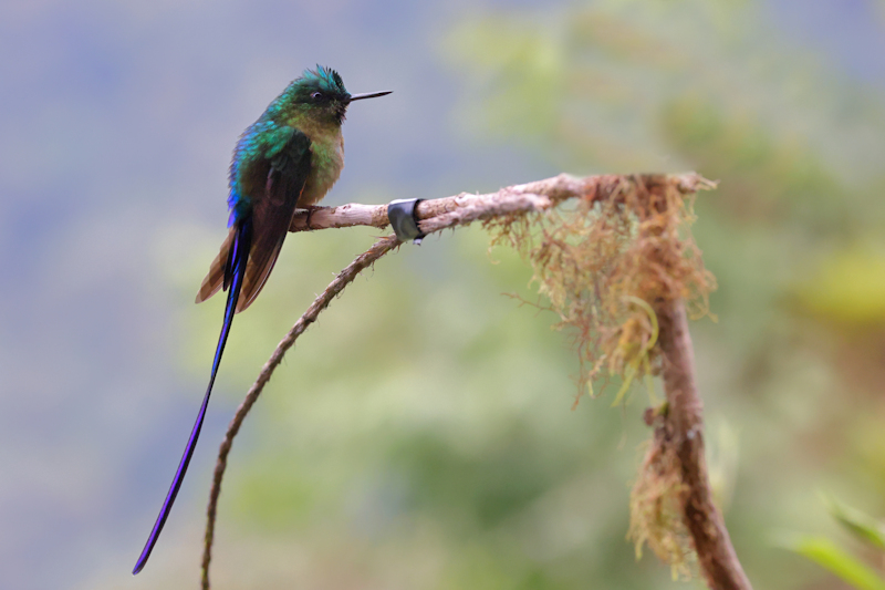 Violet-tailed Sylph Aglaiocercus coelestis_Male