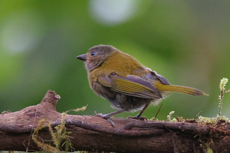 Santadeo Birding_6085