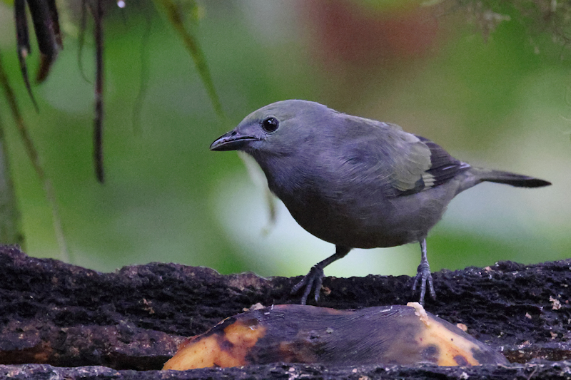 Santadeo Birding_6090