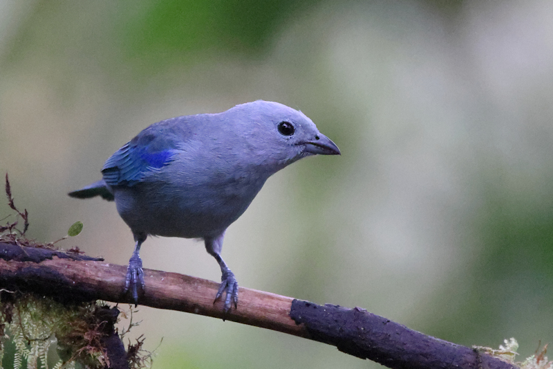 Santadeo Birding_6103